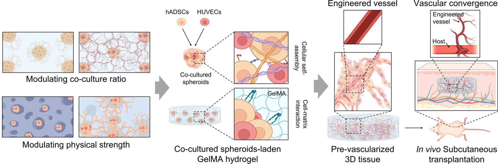 Engineering pre-vascularized 3D tissue and rapid vascular integration ...