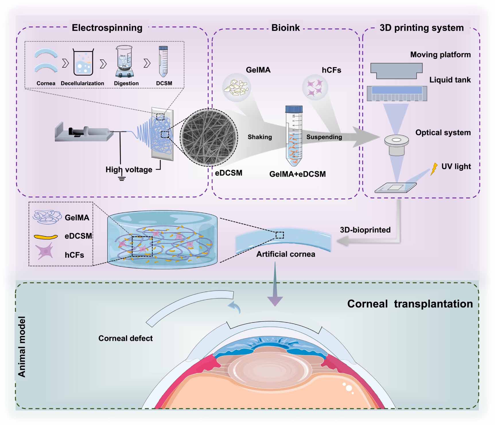 Development of a novel bioartificial cornea using 3D bioprinting based ...