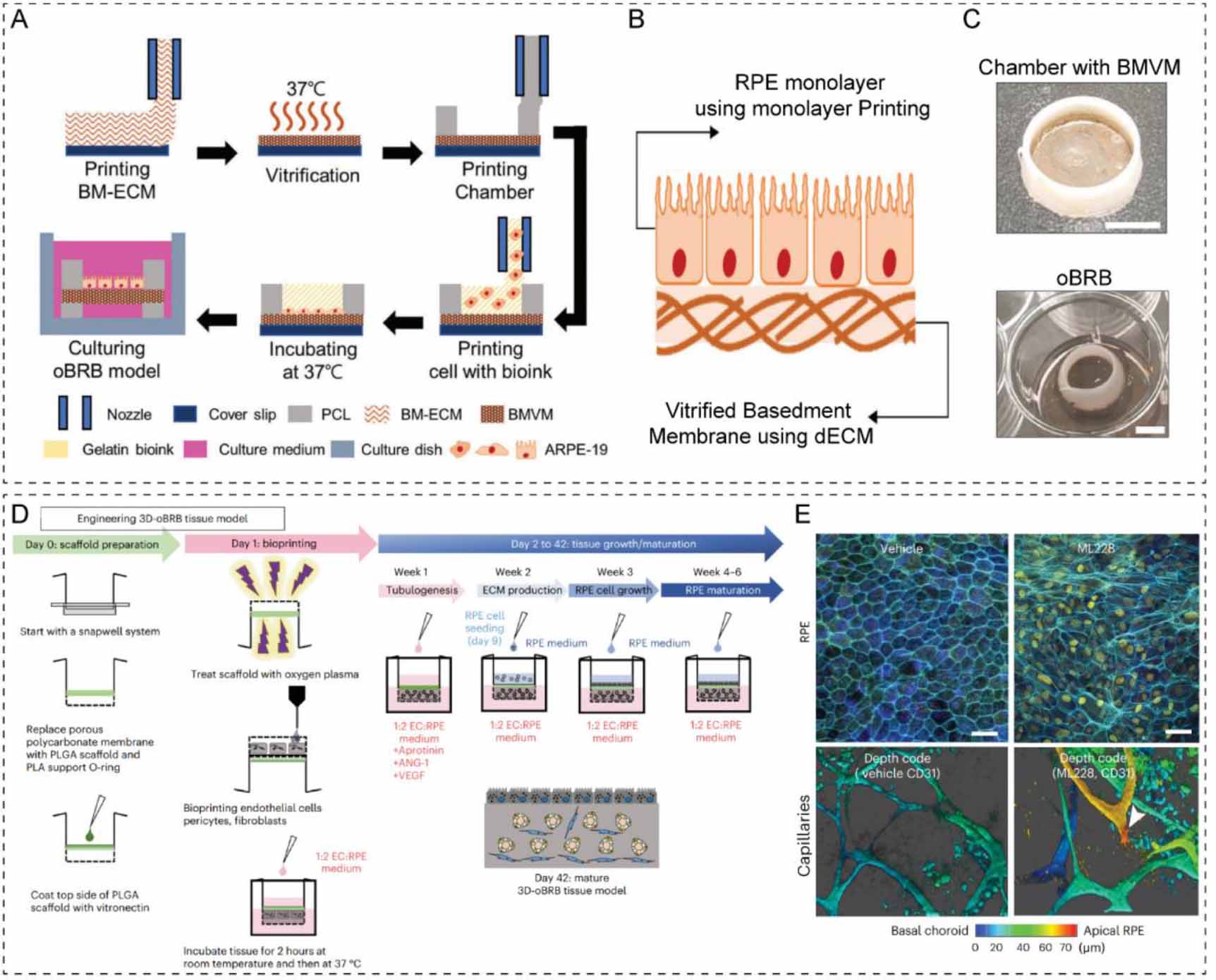 Organoid bioinks: construction and application - IOPscience