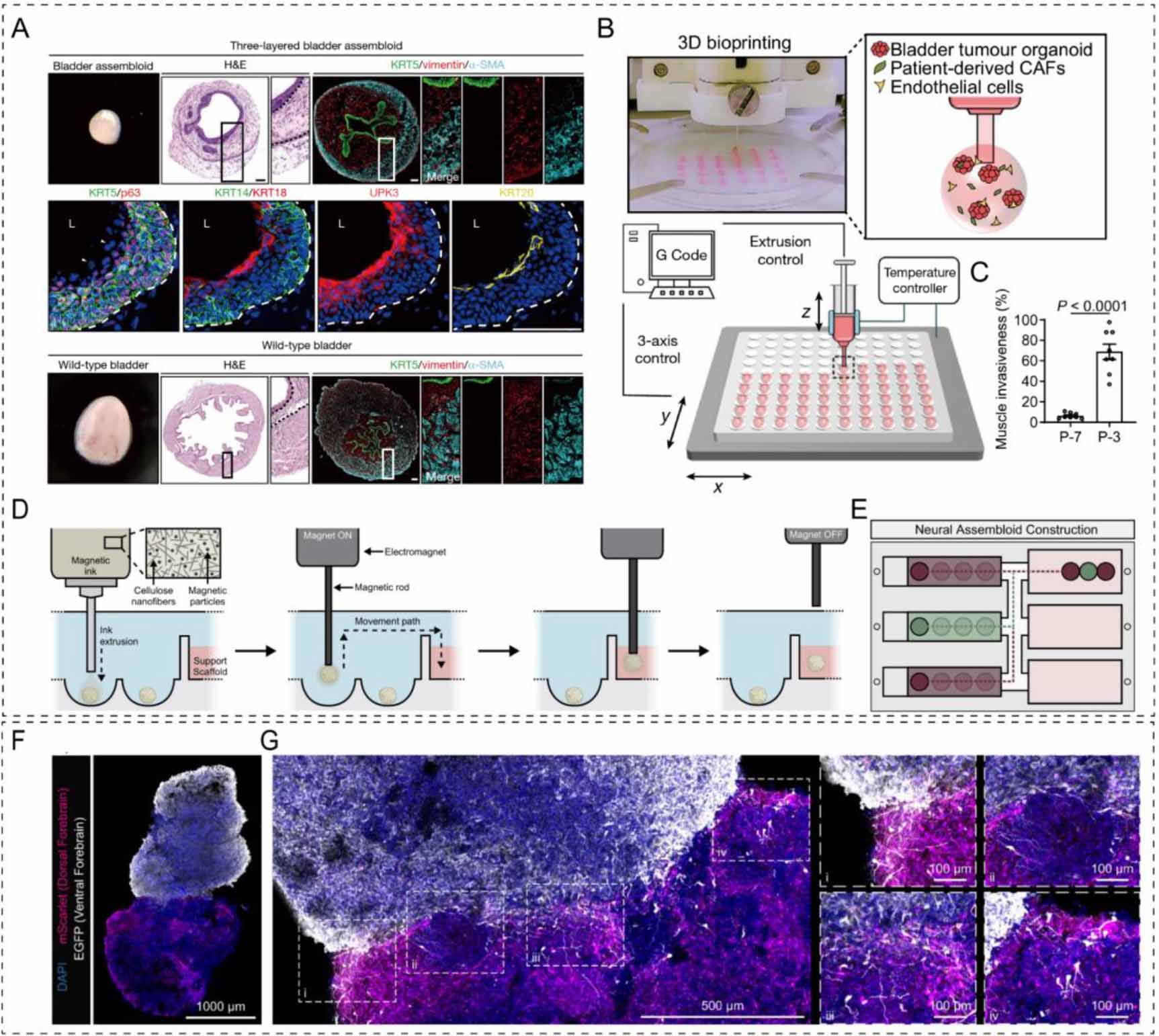 Organoid bioinks: construction and application - IOPscience