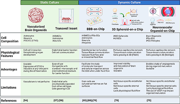 Basic models to advanced systems: harnessing the power of organoids ...
