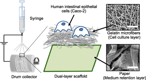 Figure 1. Refer to the following caption and surrounding text.