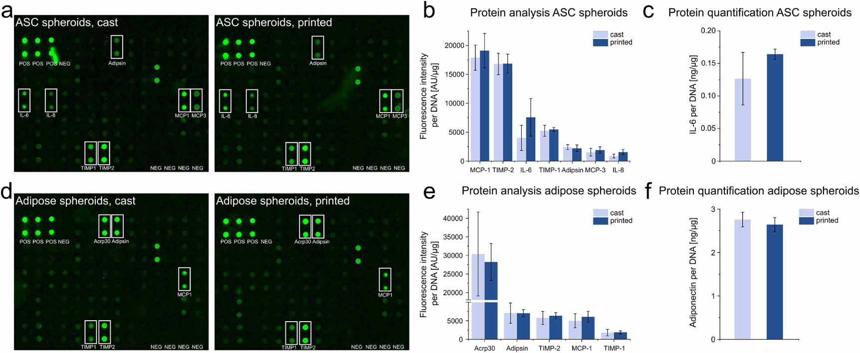 Cancer cell migration depends on adjacent ASC and adipose spheroids in ...