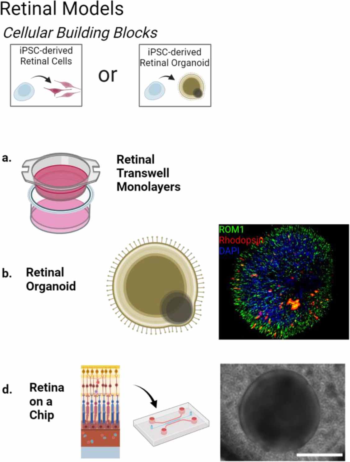 Complex in vitro models positioned for impact to drug testing in pharma ...