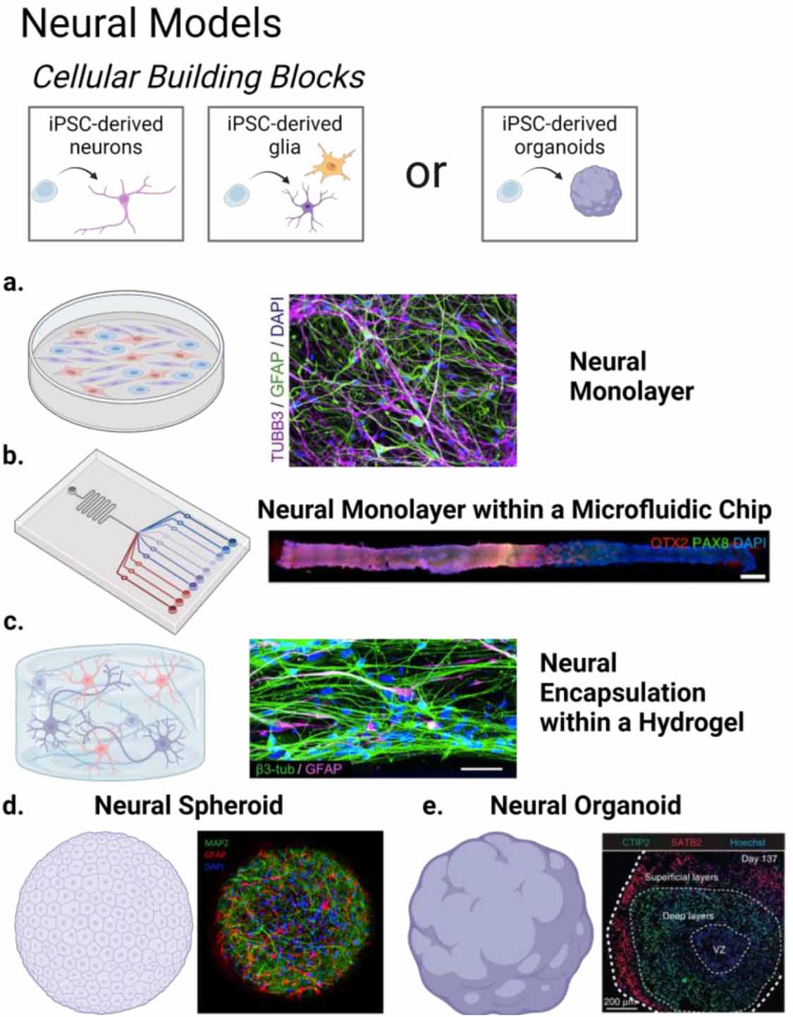 Complex in vitro models positioned for impact to drug testing in pharma ...