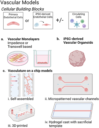 Cell Testing Models Complex in vitro models positioned for impact to drug testing in pharma ...