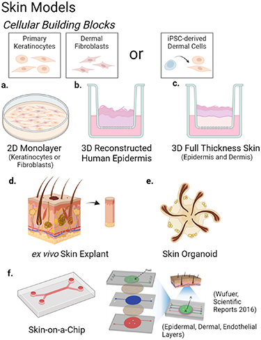Complex in vitro models positioned for impact to drug testing in pharma ...