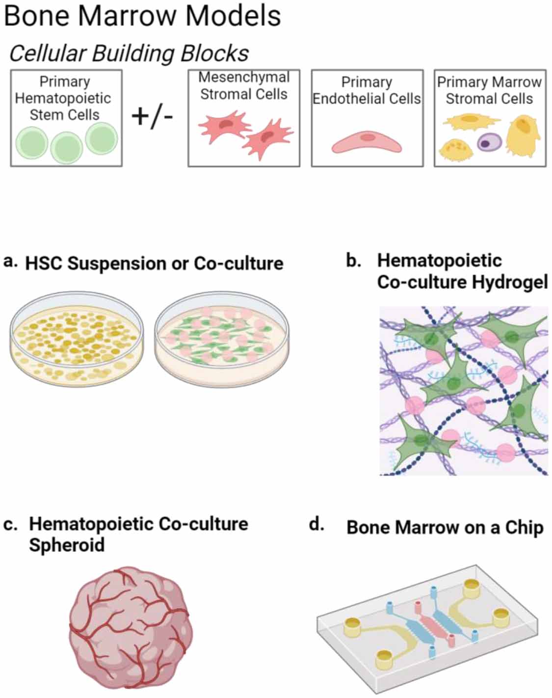 Complex in vitro models positioned for impact to drug testing in pharma ...