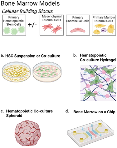 Cell Testing Models Complex in vitro models positioned for impact to drug testing in pharma ...