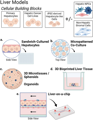 Complex in vitro models positioned for impact to drug testing in pharma ...