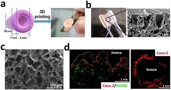 3D embedded bioprinting of large-scale intestine with complex ...