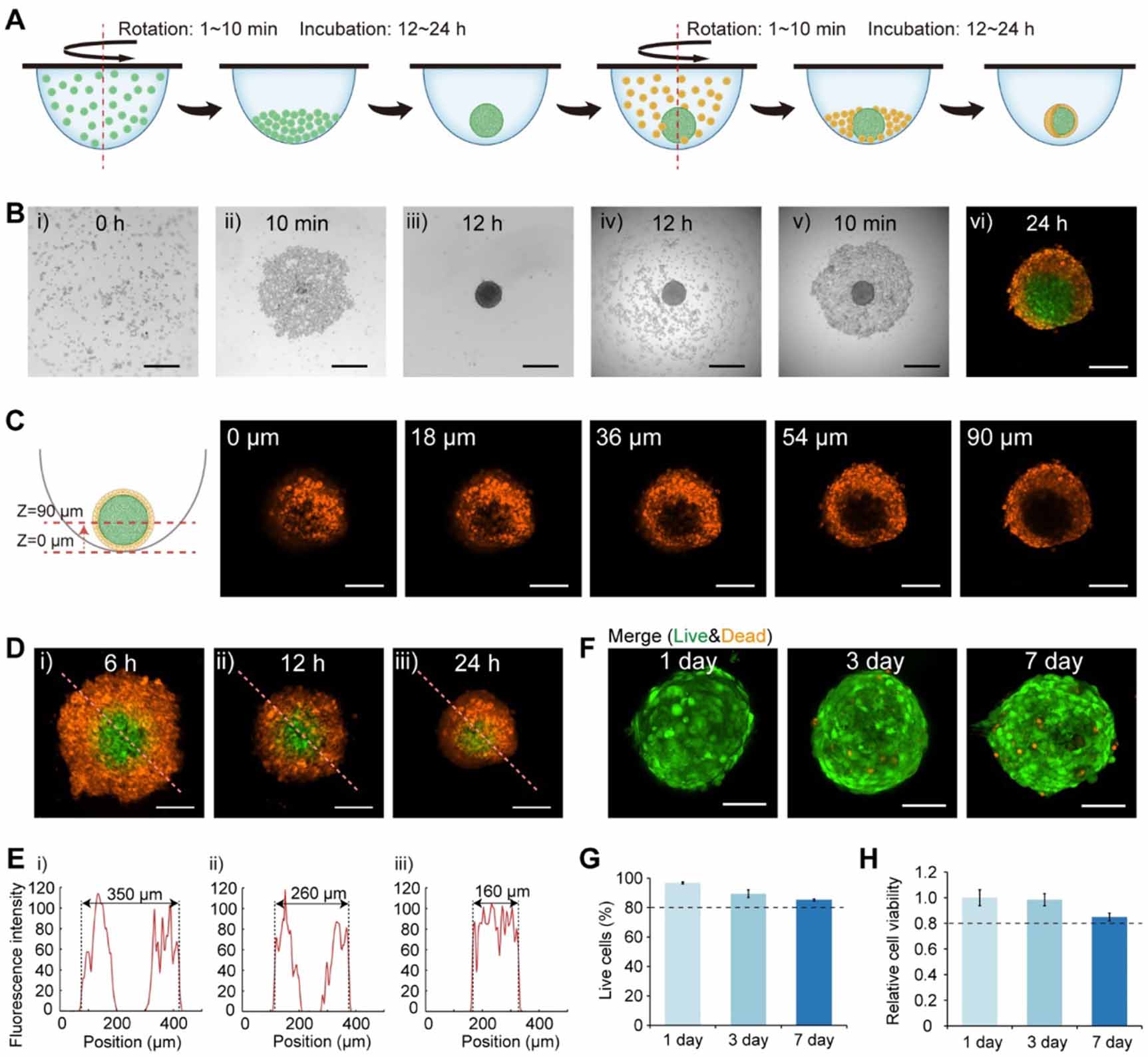 Shell Cell Micrograph Fabrication of heterocellular spheroids with controllable core-shell ...