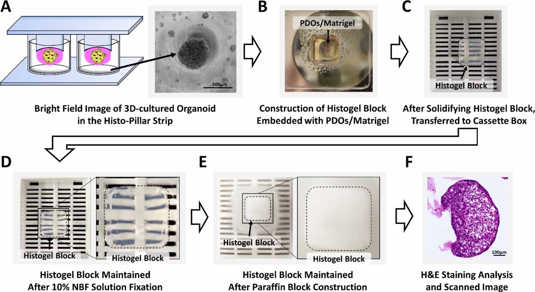 Histoblock Rack Histo-pillar strip for optimal histogel block construction and ...