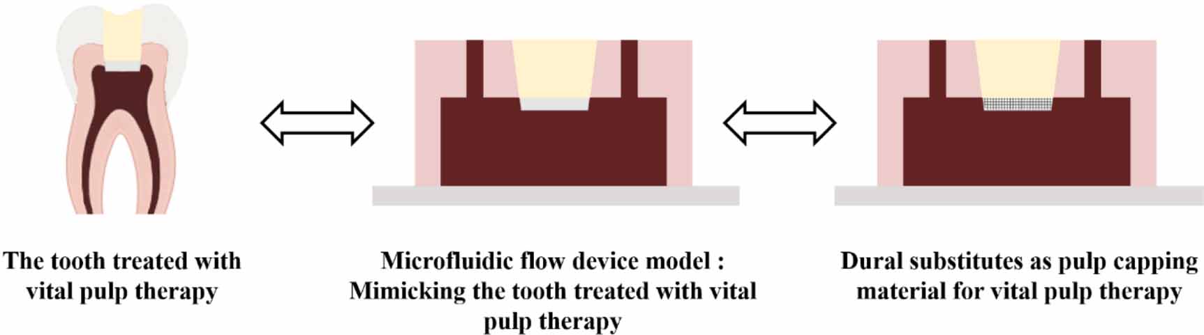 Implementing microfluidic flow device model in utilizing dural