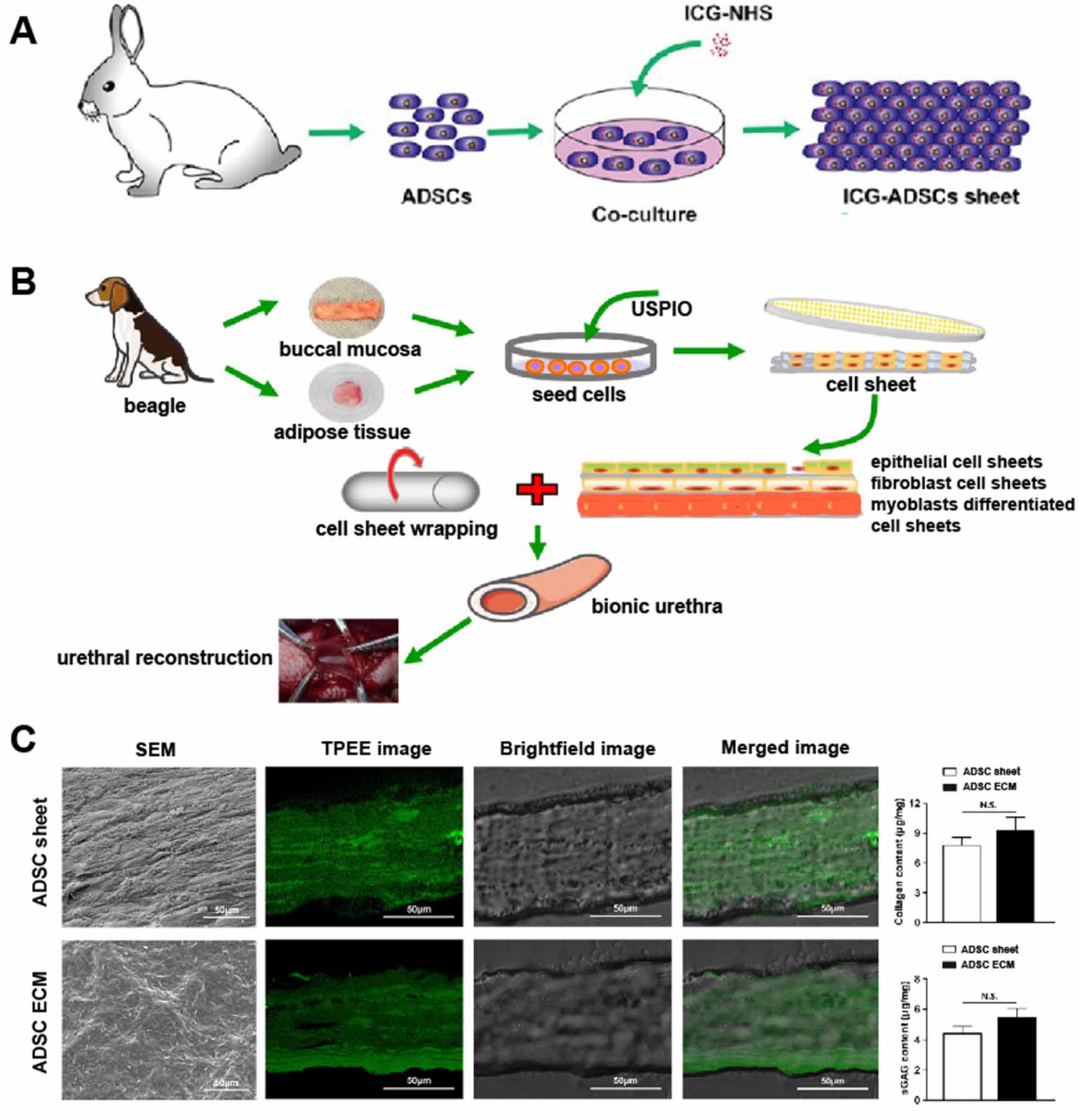 Scaffold-based tissue engineering strategies for urethral repair and ...