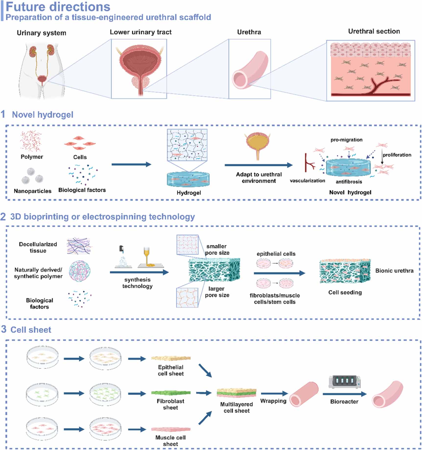 Scaffold-based tissue engineering strategies for urethral repair and ...