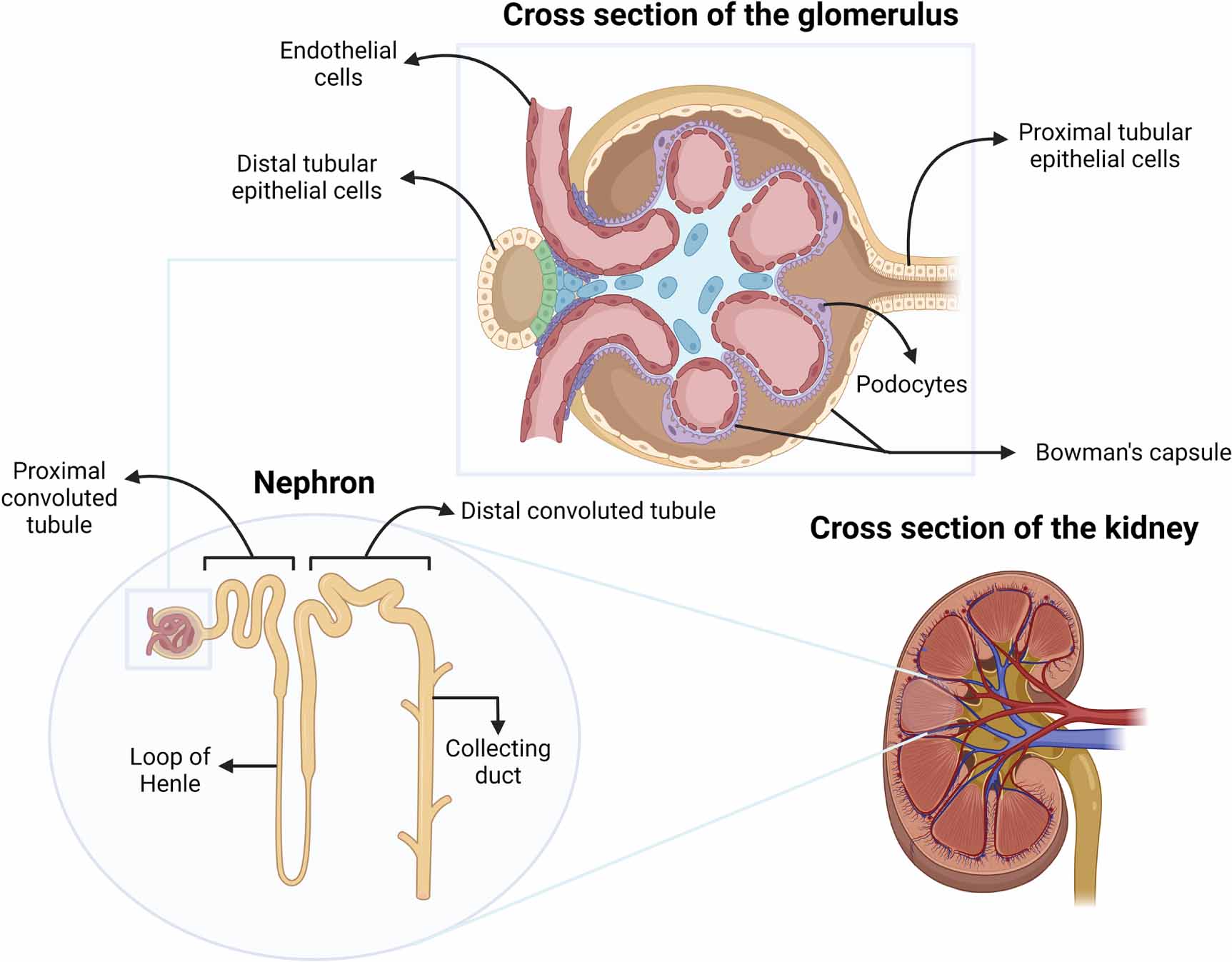 Narrative review of proximal tubular epithelial cell in-vitro co ...
