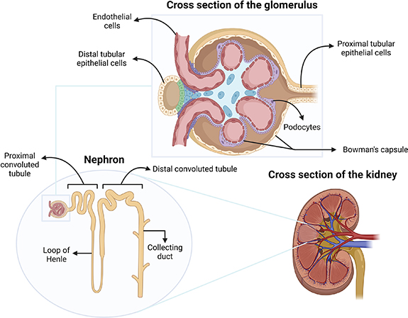 Narrative review of proximal tubular epithelial cell in-vitro co ...