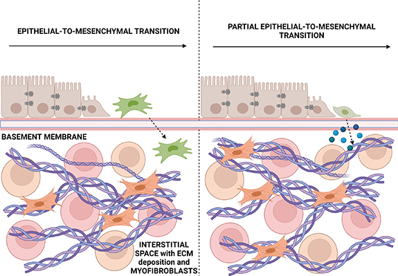 Narrative review of proximal tubular epithelial cell in-vitro co ...
