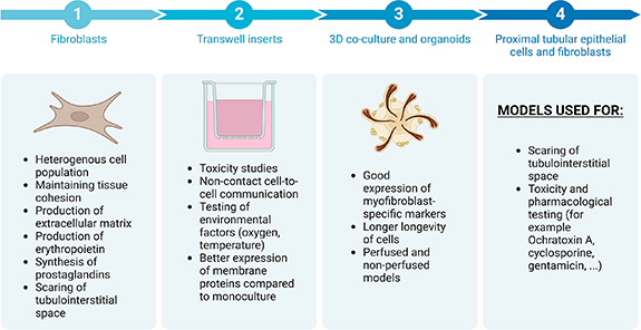 Narrative review of proximal tubular epithelial cell in-vitro co ...