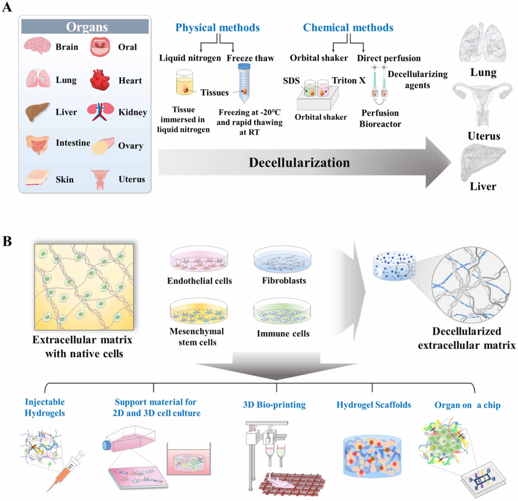 Advances in biomaterials-based tissue engineering for regeneration of ...