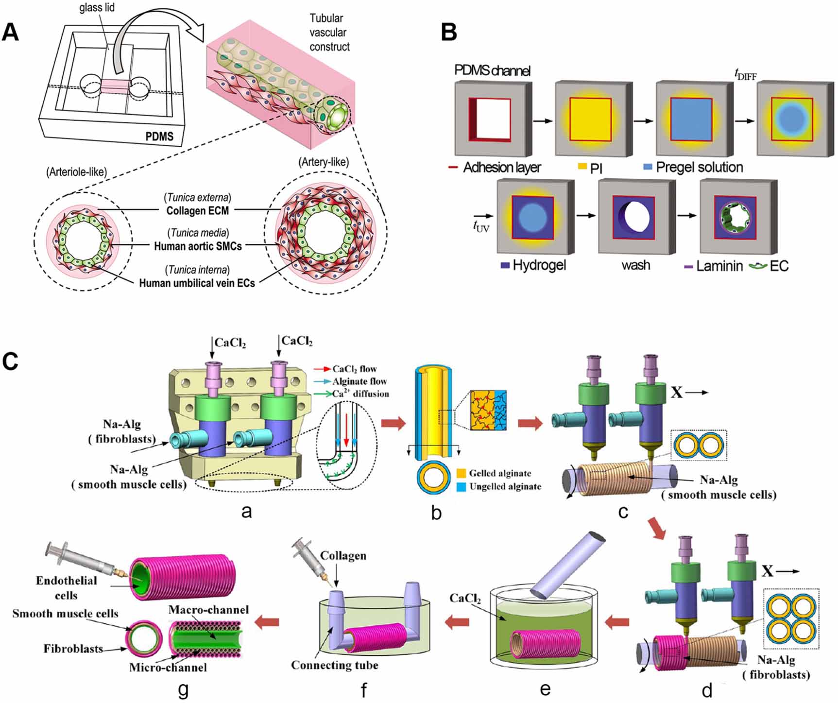 Current progress of in vitro vascular models on microfluidic chips ...