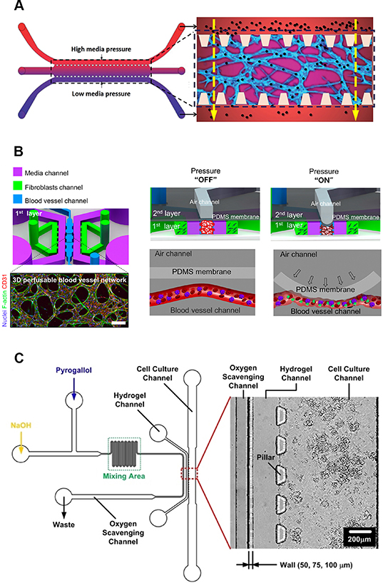 Current progress of in vitro vascular models on microfluidic chips ...