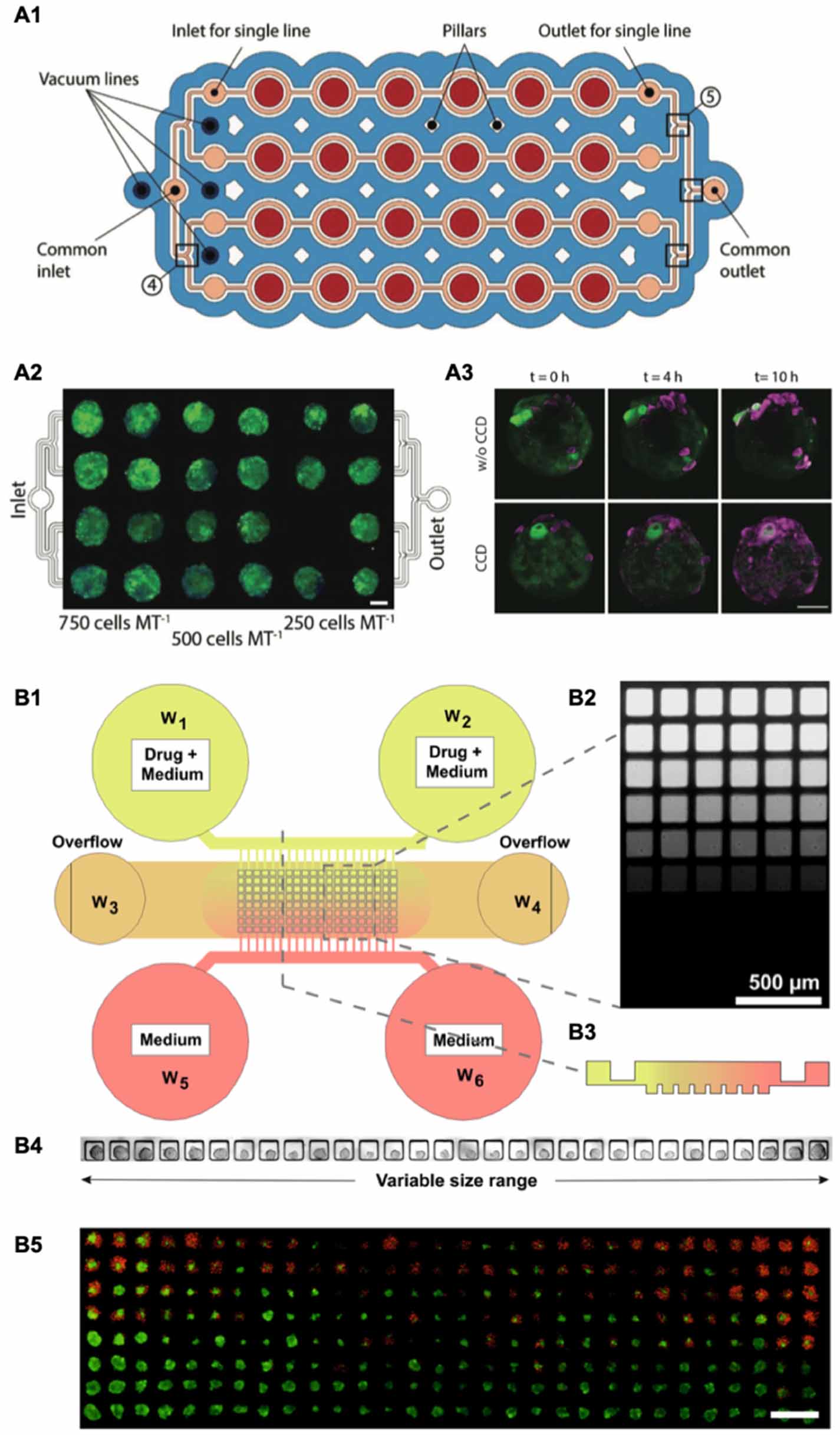 Biotechnological advances in 3D modeling of cancer initiation. Examples ...