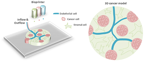 Tumor Modeling Biotechnological advances in 3D modeling of cancer initiation. Examples ...