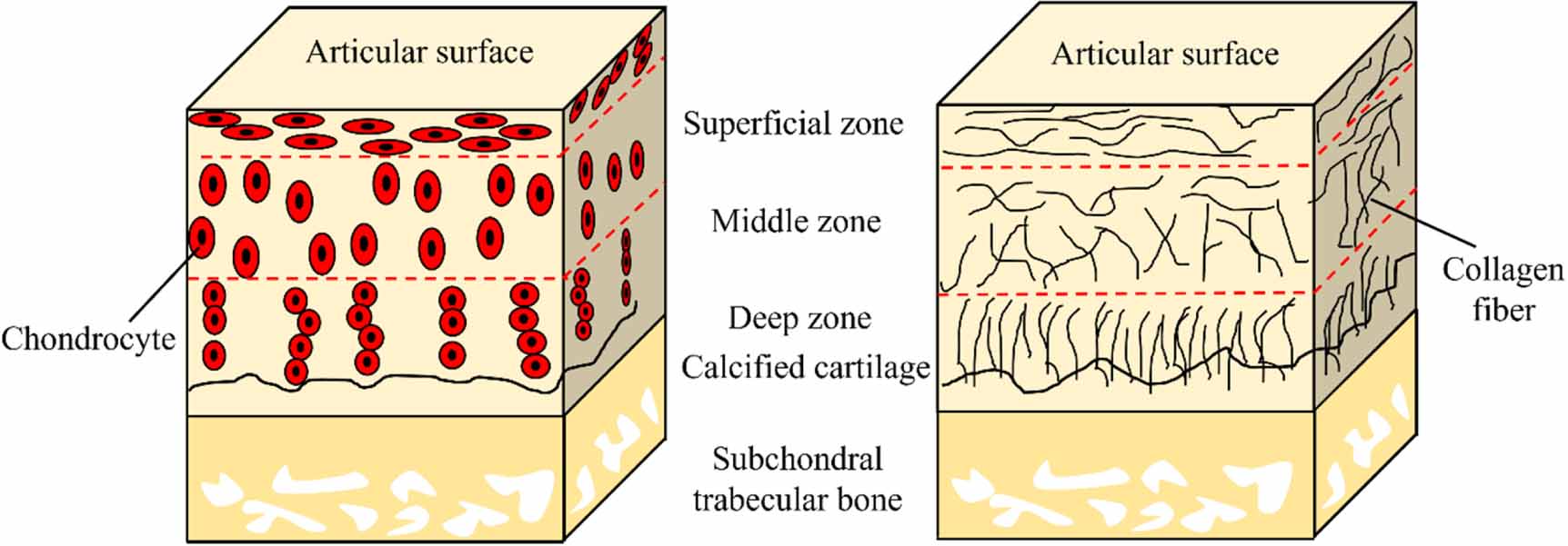 A review of graded scaffolds made by additive manufacturing for tissue ...