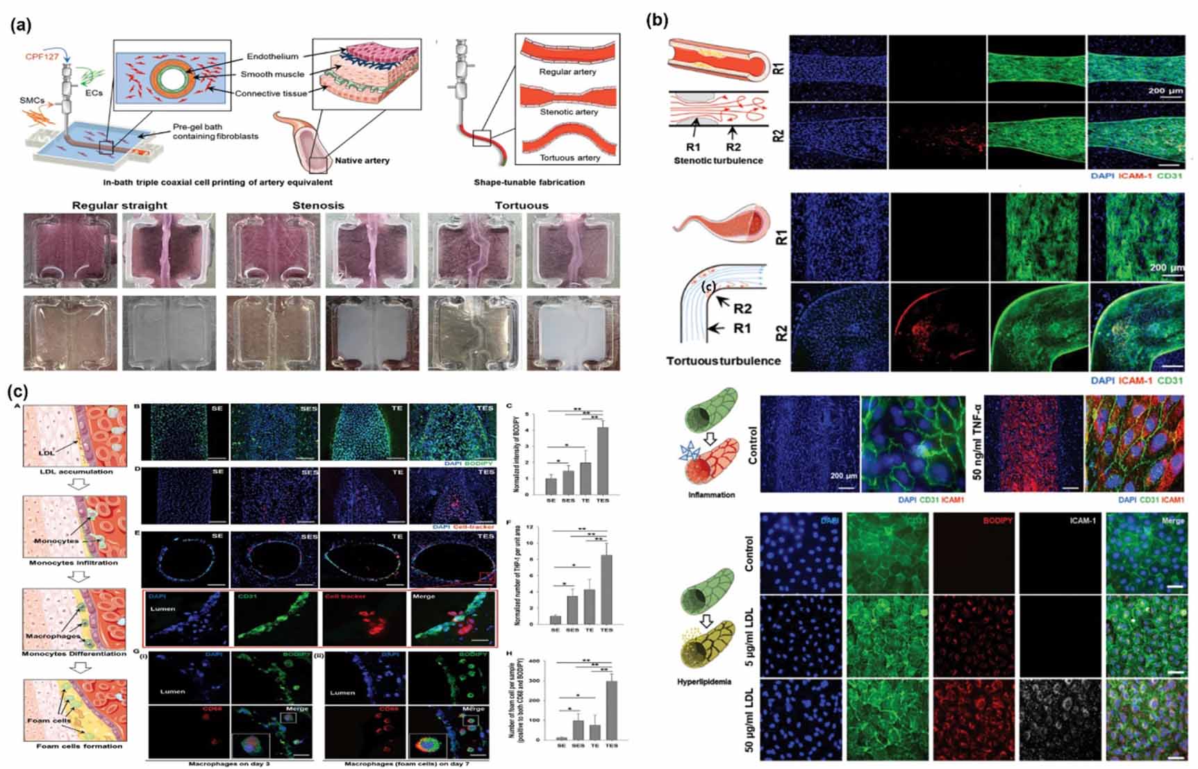 3D bioprinting technology for modeling vascular diseases and its ...