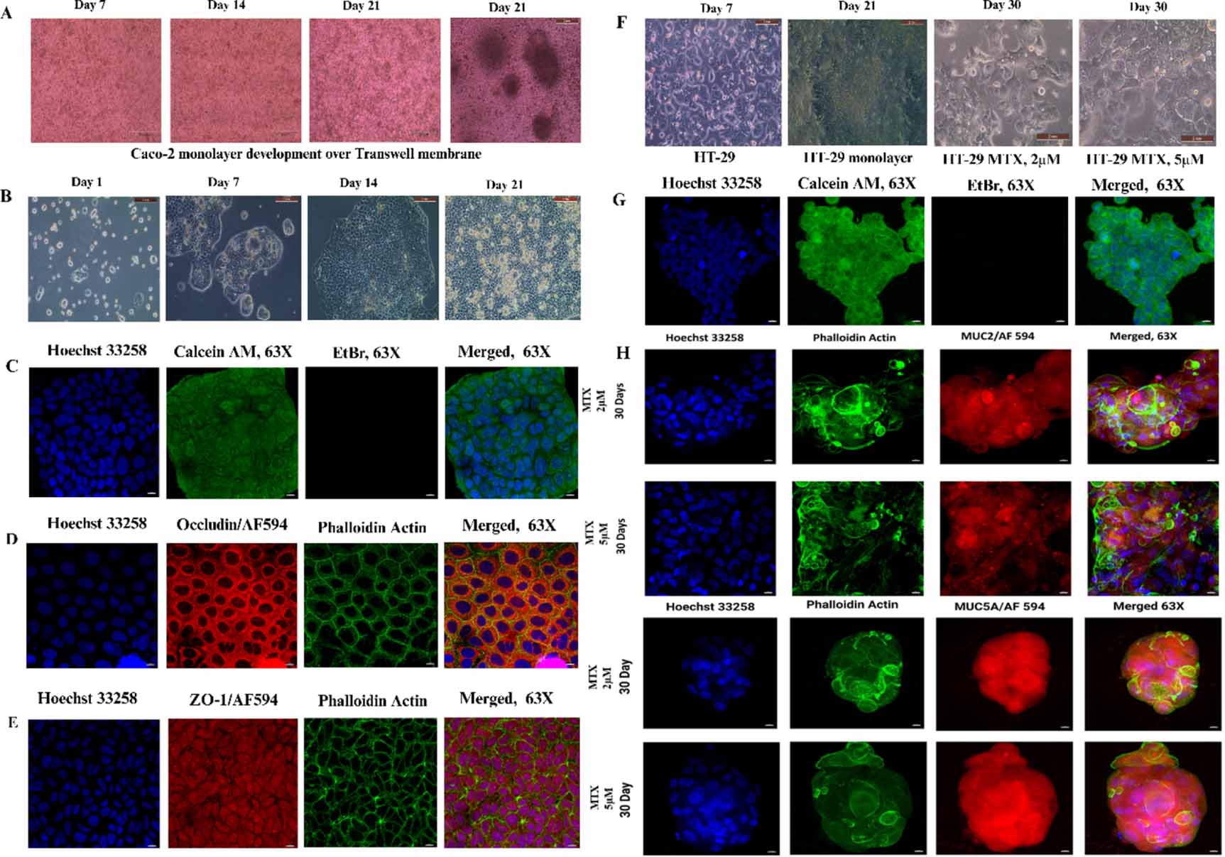 Fabrication of multilayer heterogeneous cell assembly for ...