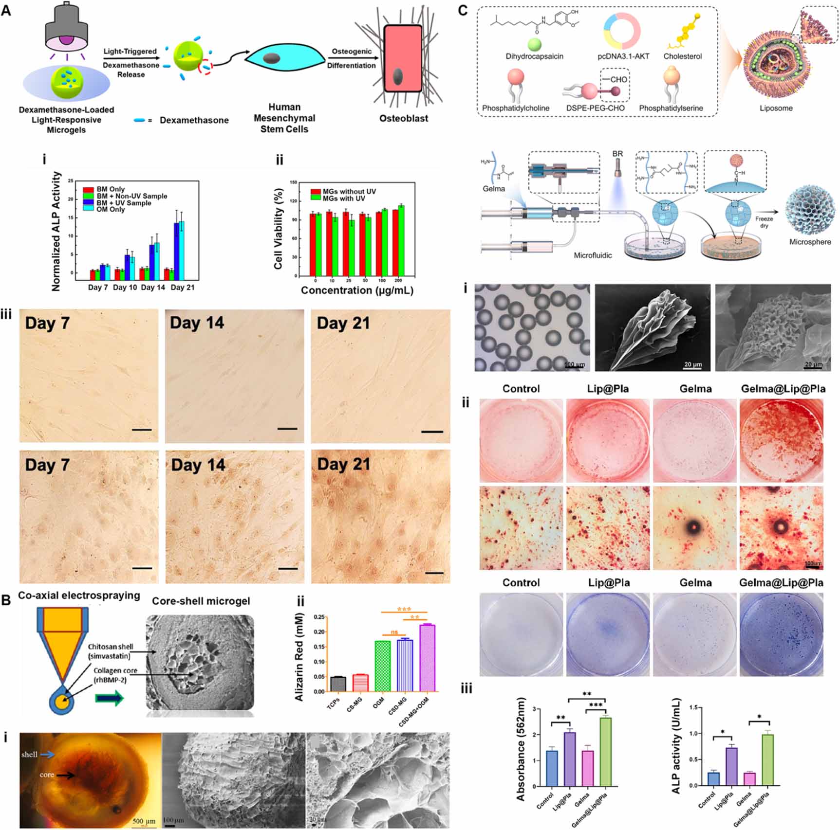 Injectable microgel and micro-granular hydrogels for bone