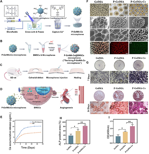_(:3」)＿在庫確認 Injectable microgel and micro-granular hydrogels for bone