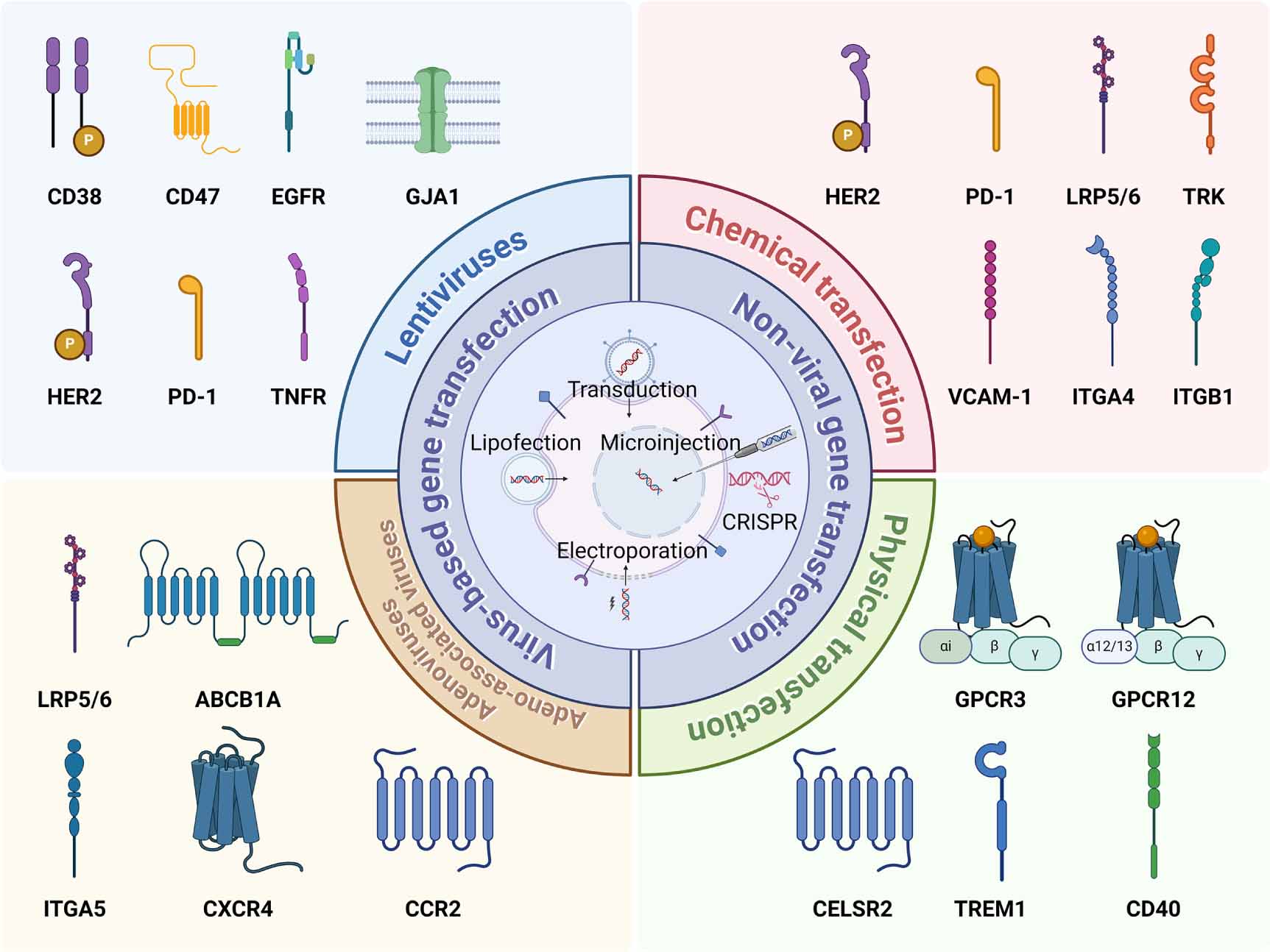 ソフト Class I HDAC inhibitors enhance antitumor efficacy and