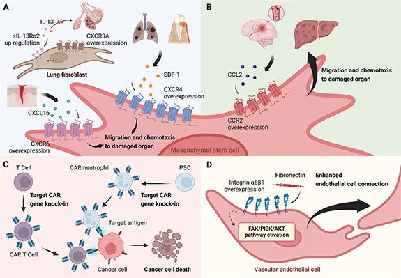 Genetically modified cell membrane proteins in tissue engineering and ...