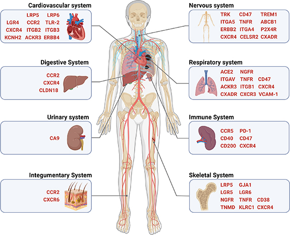 Genetically modified cell membrane proteins in tissue engineering and ...