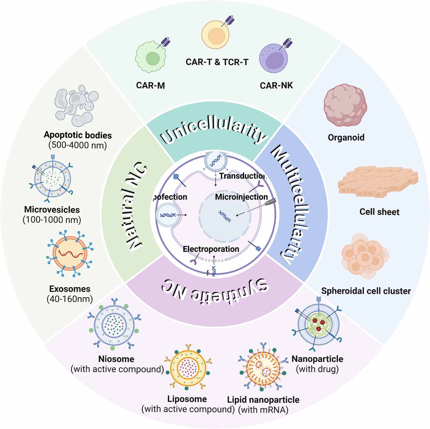 Genetically modified cell membrane proteins in tissue