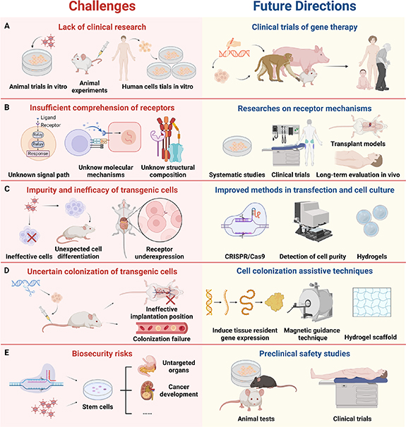 Genetically modified cell membrane proteins in tissue engineering and ...