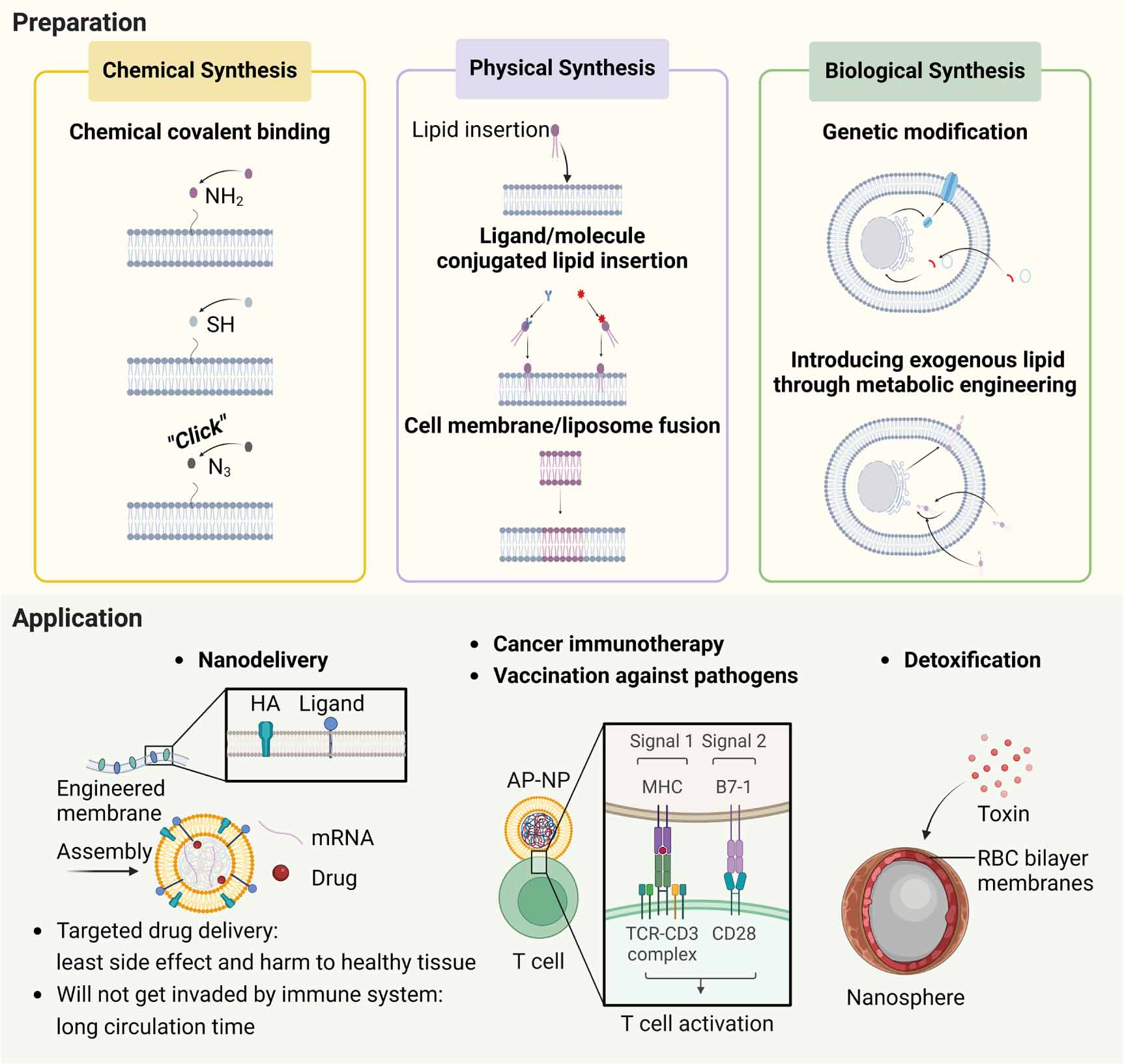 Genetically modified cell membrane proteins in tissue engineering and ...