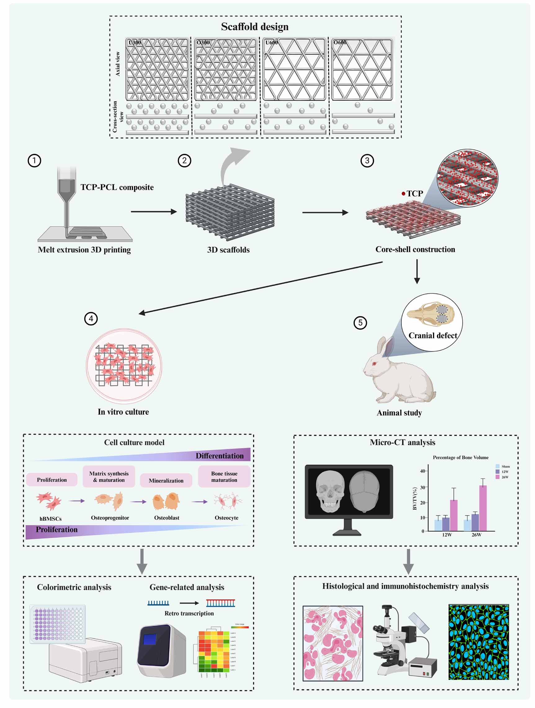 3D printed bioactive coated scaffolds boost osteogenesis and ...
