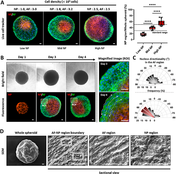 Intervertebral disc spheroids as an in vitro multicellular platform for ...