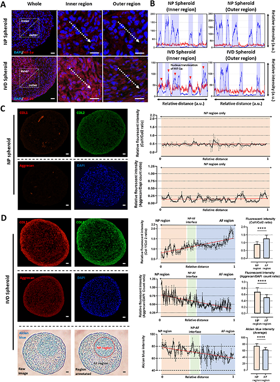 Intervertebral disc spheroids as an in vitro multicellular platform for ...