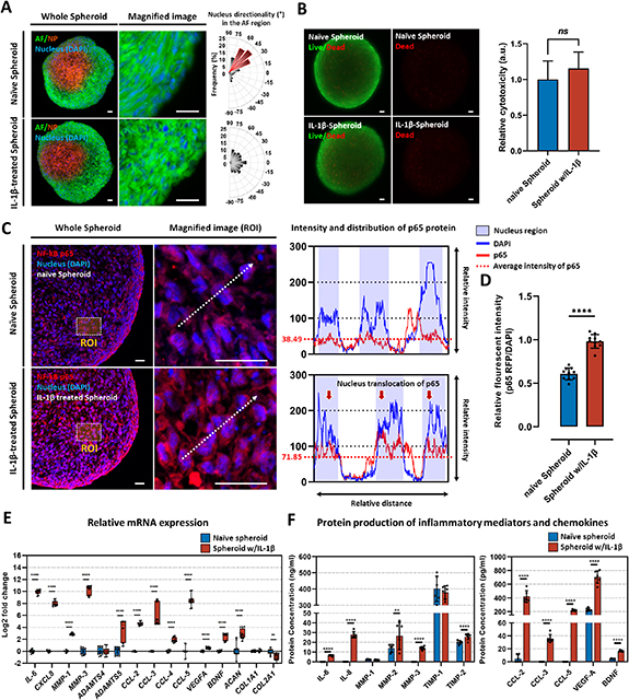Intervertebral disc spheroids as an in vitro multicellular platform for ...