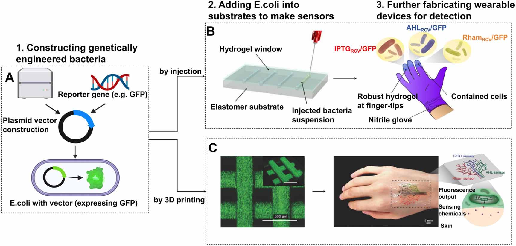 Genomics Example Device Genetically programmable wearable devices for precision physiological ...