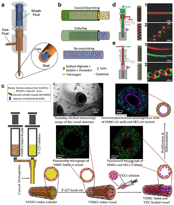 3D bioprinting in tissue engineering: current state-of-the-art and ...