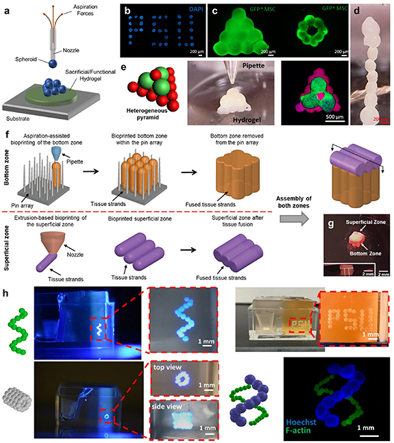 3D bioprinting in tissue engineering: current state-of-the-art and ...