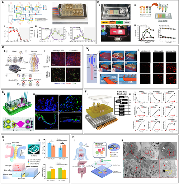 From organ to system: multiorgan-on-a-chip platforms as next-generation ...