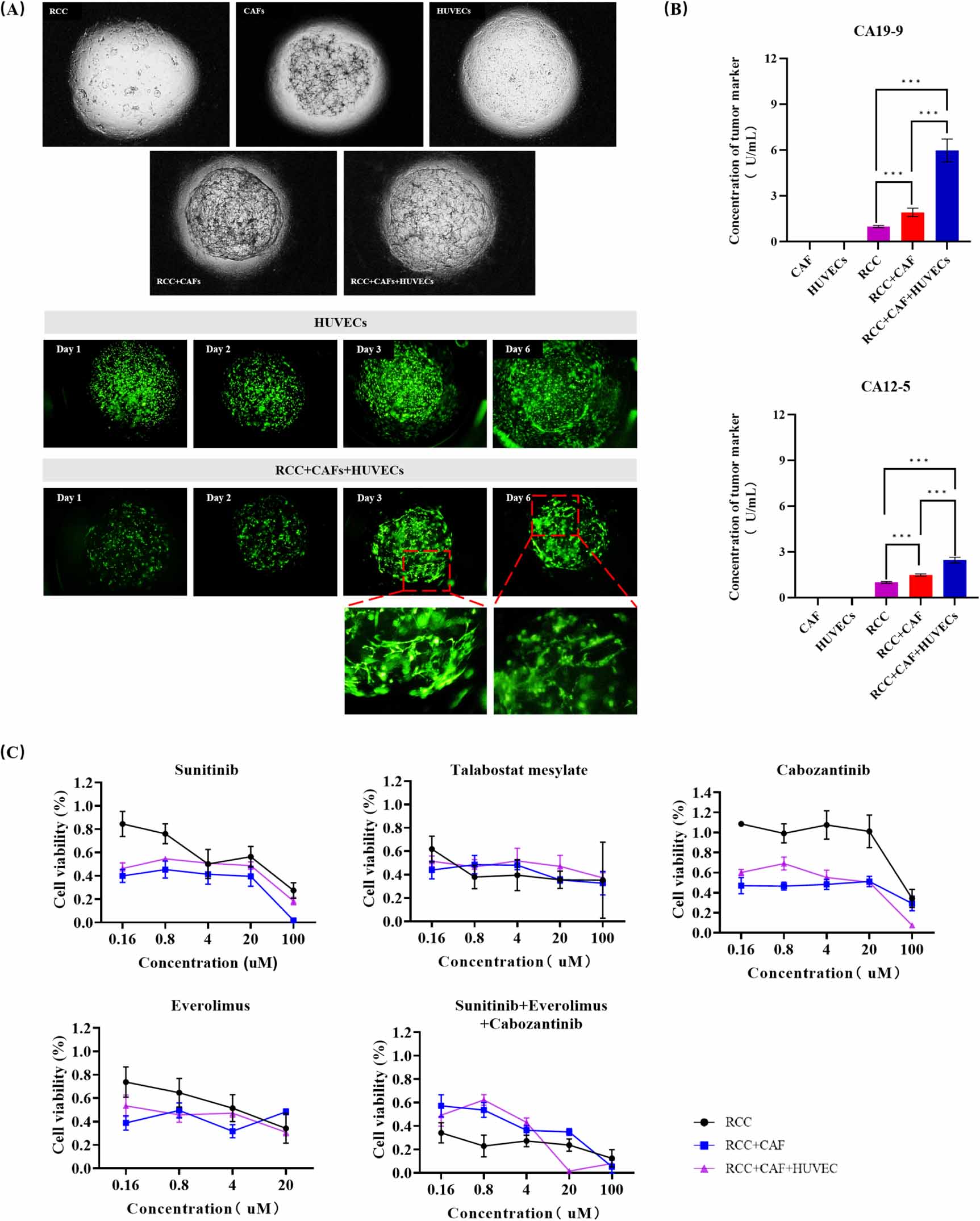 Uiss Model Rcc Bioprinting of patient-derived heterogeneous renal cell carcinoma ...