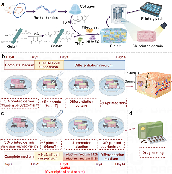 Construction of a 3D bioprinted skin model for psoriasis research and ...